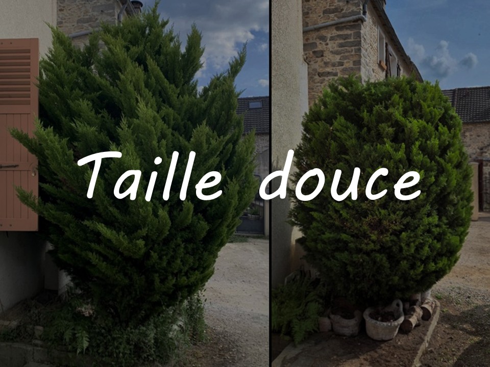 Mes prestations - Taille douce