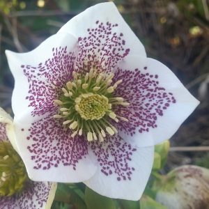 Hellébore orientale 'Guttatus'