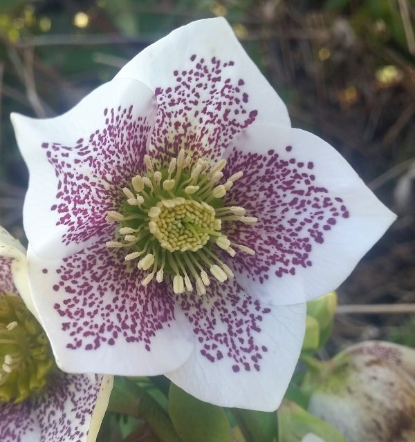 Hellébore orientale 'Guttatus'