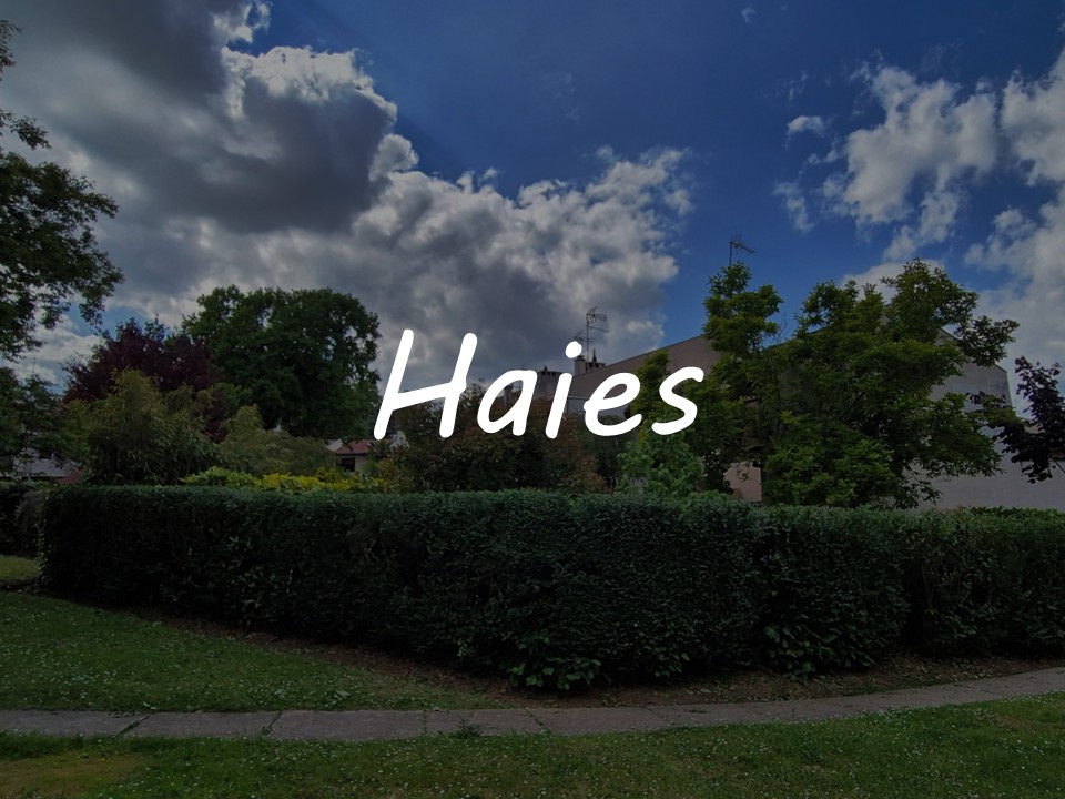 Mes prestations - Haies