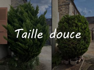 Mes prestations - Taille douce